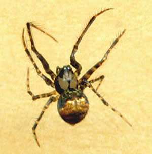 an ero spider